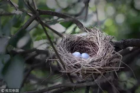 如何讓鳥來築巢|【鳥在窗户築巢怎麼辦】巧解鳥在窗户築巢困擾：3招輕鬆驅走小。